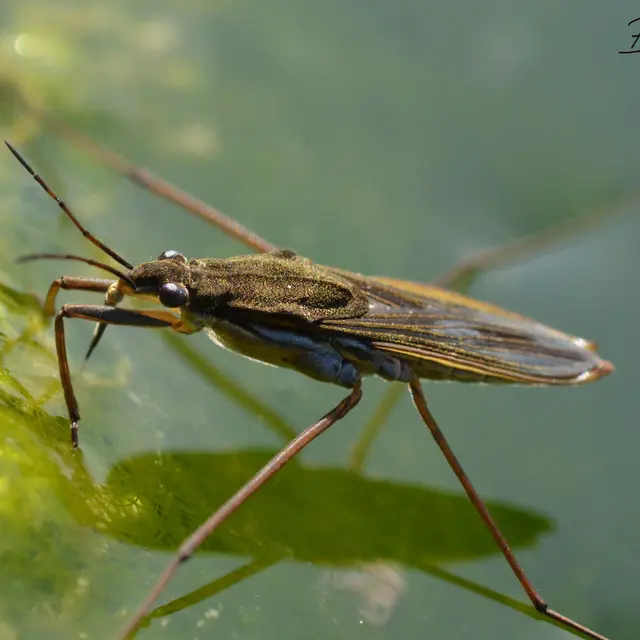 Gerris lacustris
