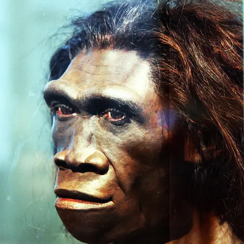 Homo Erectus