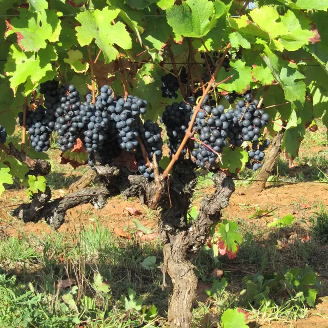 Vignoble Les Claies de Maillol