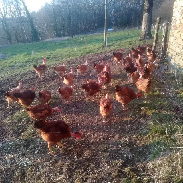 Les deux ailes de lily_albignac