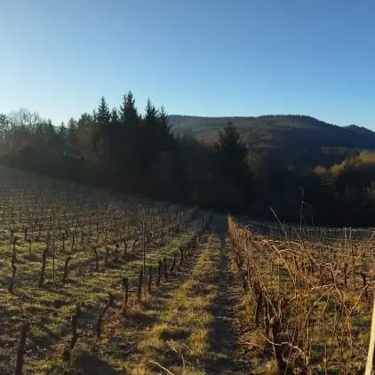 domaine dols