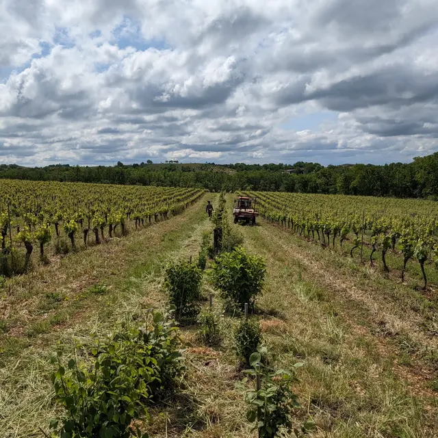 Haie plantée - agroforesterie