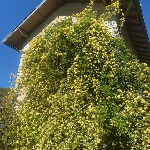 Façade sud recouverte par rosier de Banks