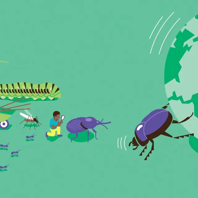 Image panneau titre insectes HD