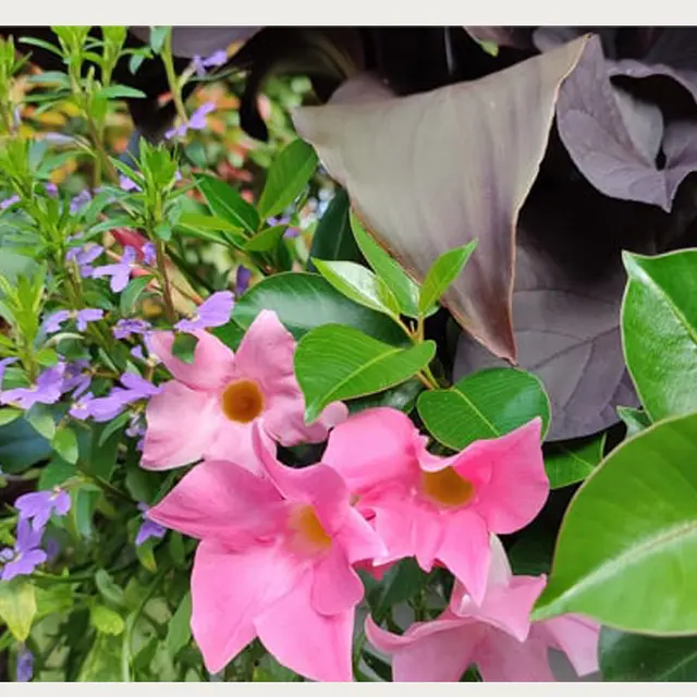 Jardinieres