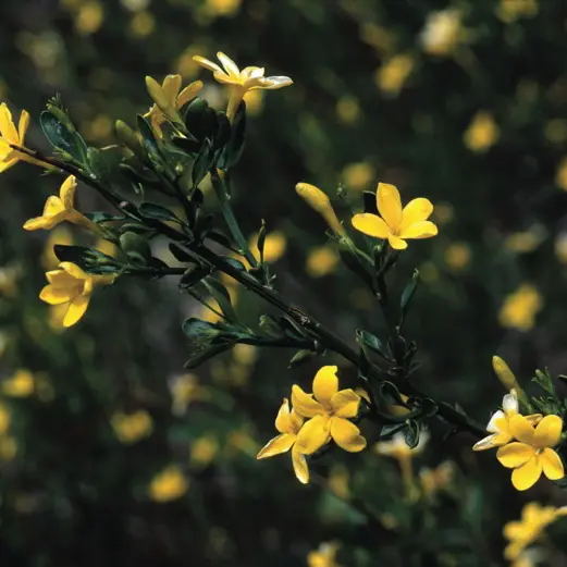 Le Jasmin Sous Arbrisseau