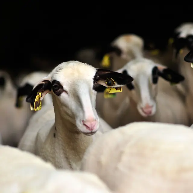 Les moutons à lunettes du Quercy_05 © Lot Tourisme - C. ORY