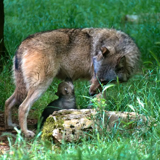 Loups