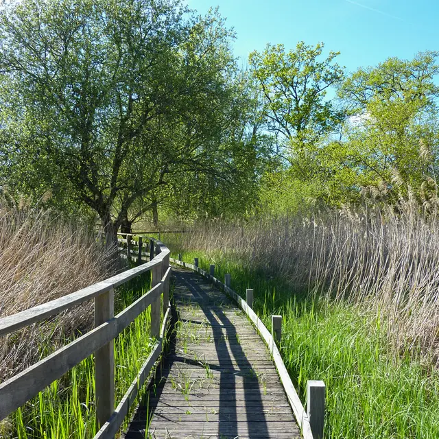 Marais de Bonnefont -Parcours sur pilotis © Lot Tourisme - C. Sanchez