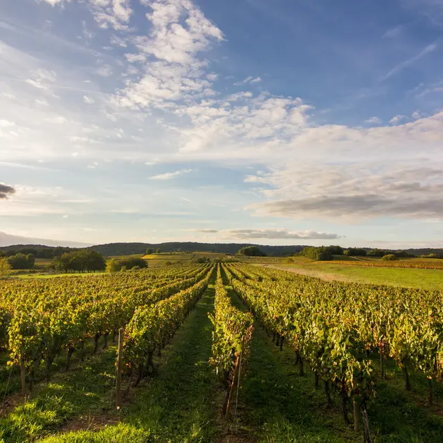Mercuès -  Vignoble de Cahors