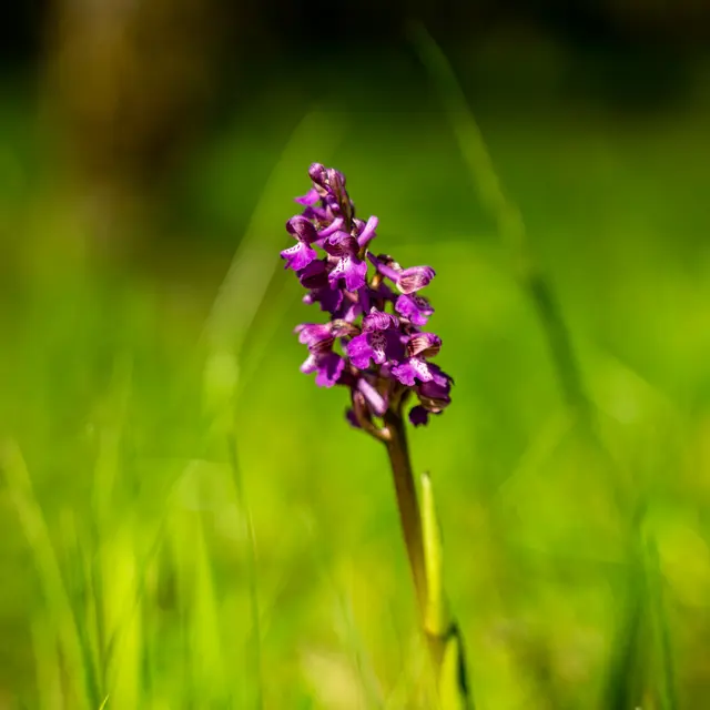 Orchidee sauvage en Pays de Gourdon