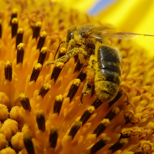 Photo abeille
