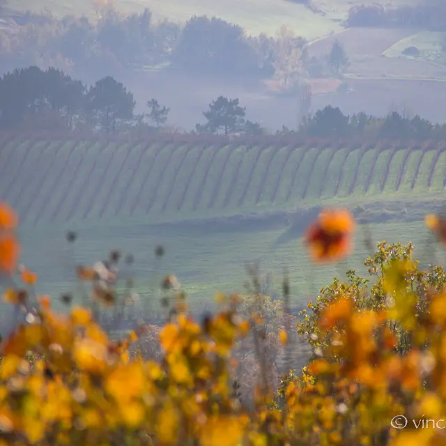 Paysage Vignes