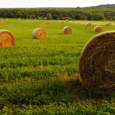 Prairies