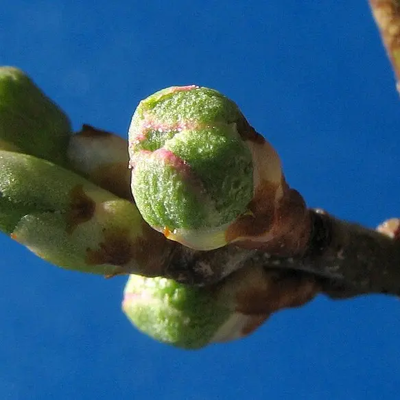 Prunus-buds-1fdgqbtsd54hn3gf64njyh
