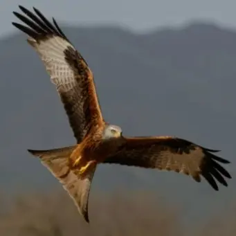 Rapaces de Castelnau