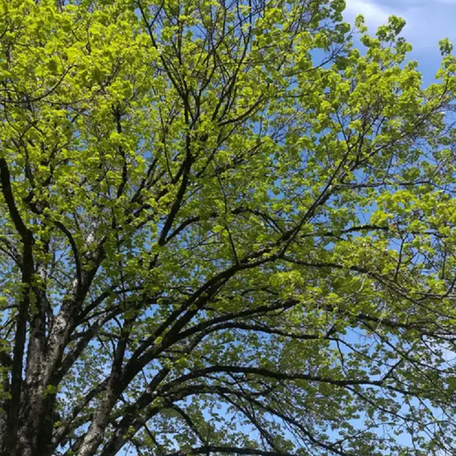 capture d'écran Stage Arbres sauvages comestibles et médicinaux