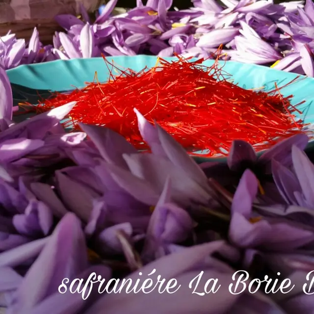 Safraniere la borie blanche - 1500