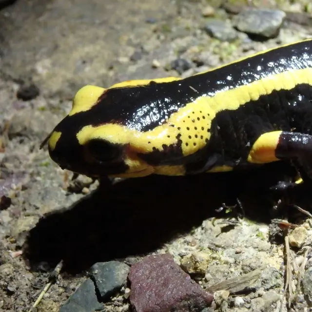 Salamandre - B.POTEL