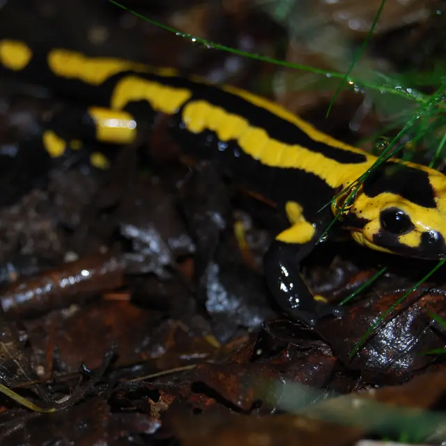 Salamandre, au pouvoir mystérieux lié au feu