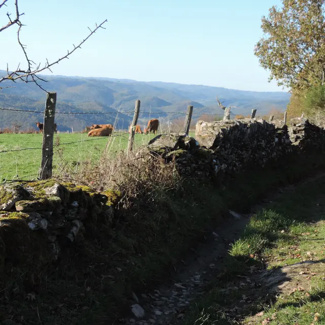 Solide muret de pierre