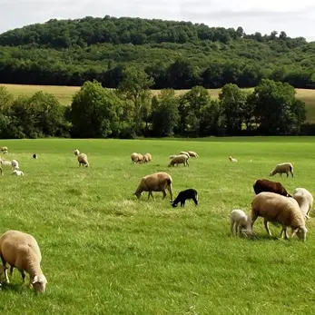 Troupeau avec agneaux OK