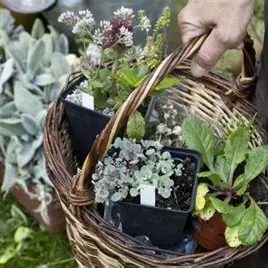 Troc Plantes 2