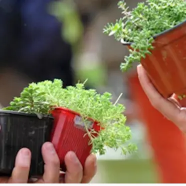 Troc Plantes