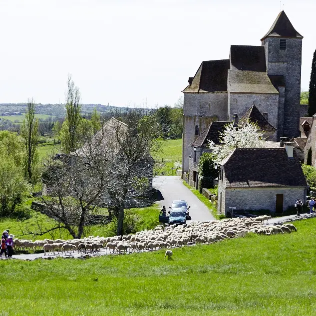 Transhumance
