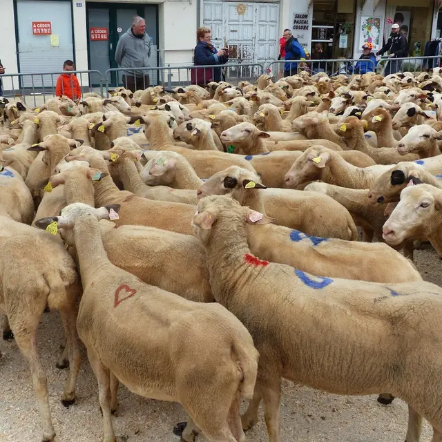 Transhumance_Luzech-Bélaye