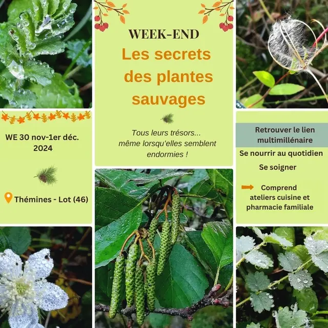 CARRE_STAGE_MAGIE_DES_PLANTES (Publication Instagram) - 1