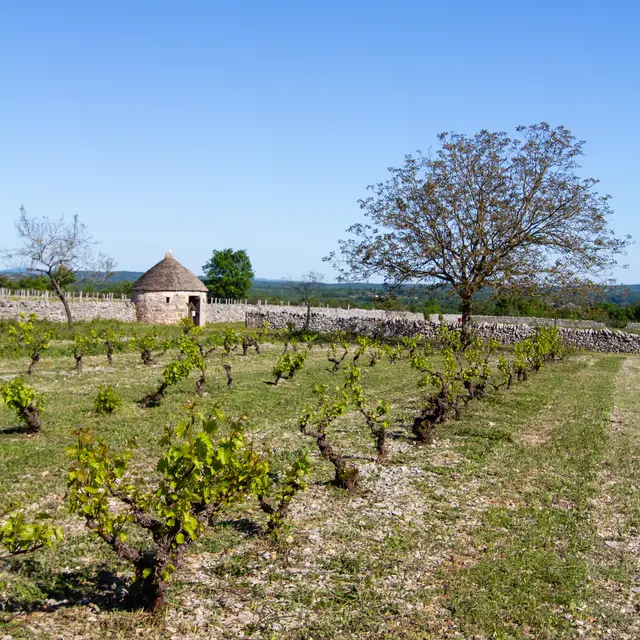 Vigne et cazelle à Rocamadour