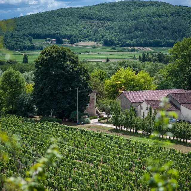 Vignes du Château Fantou à Prayssac_04 © Lot Tourisme - C. ORY
