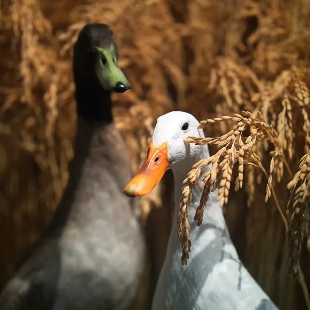 Canards