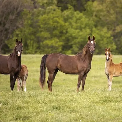 Chevaux