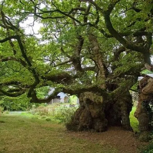 arbre-remarquable-chene-tronjoly
