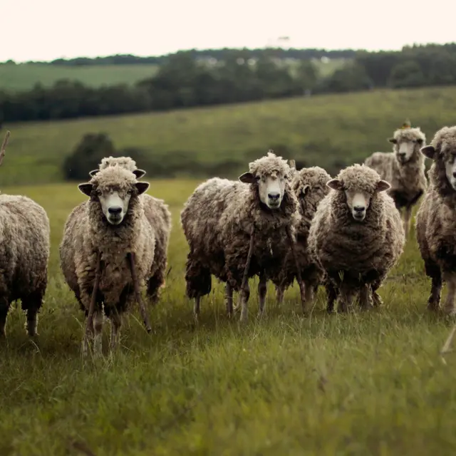 moutons