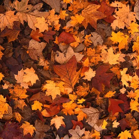autumn-111315_640