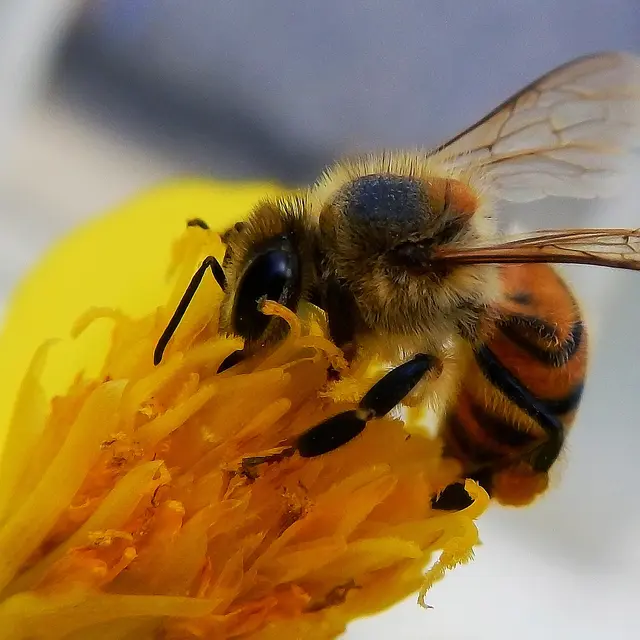 bee-4310006-1920