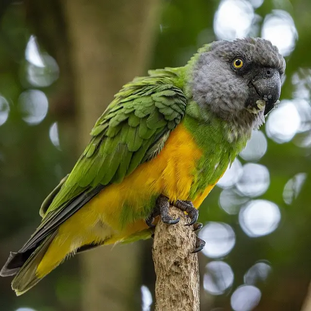 bird-8151705_1280