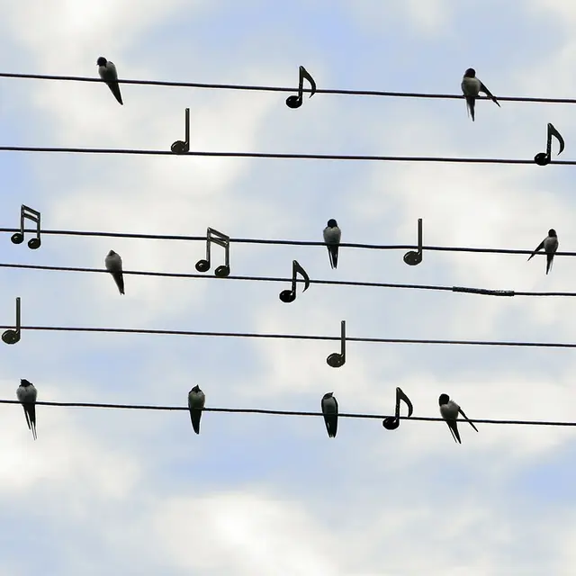 birds-2672101_1280
