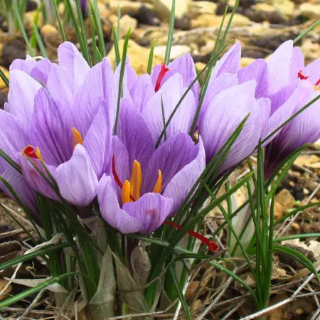 Bouquet safran