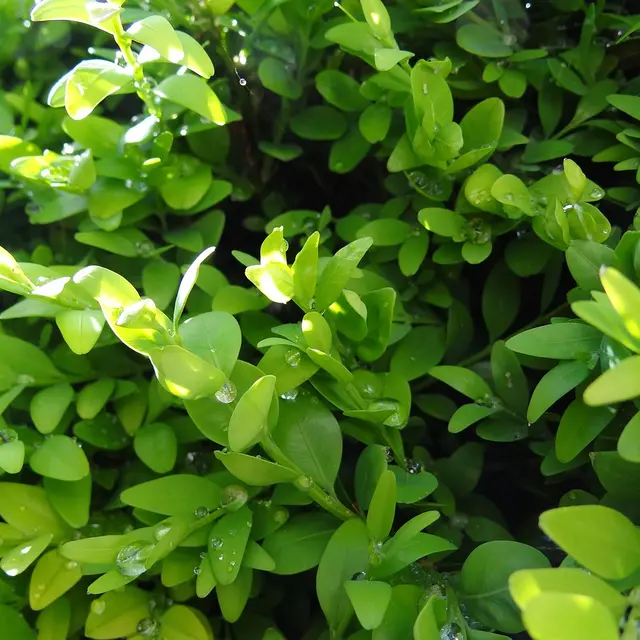 boxwood-49122_1280