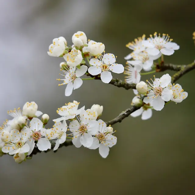 blackthorn-8604451_1280