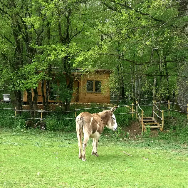 cabane