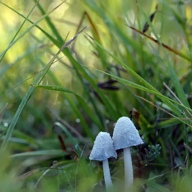 champignons RNR Marais de Bonnefont