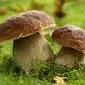 champignons