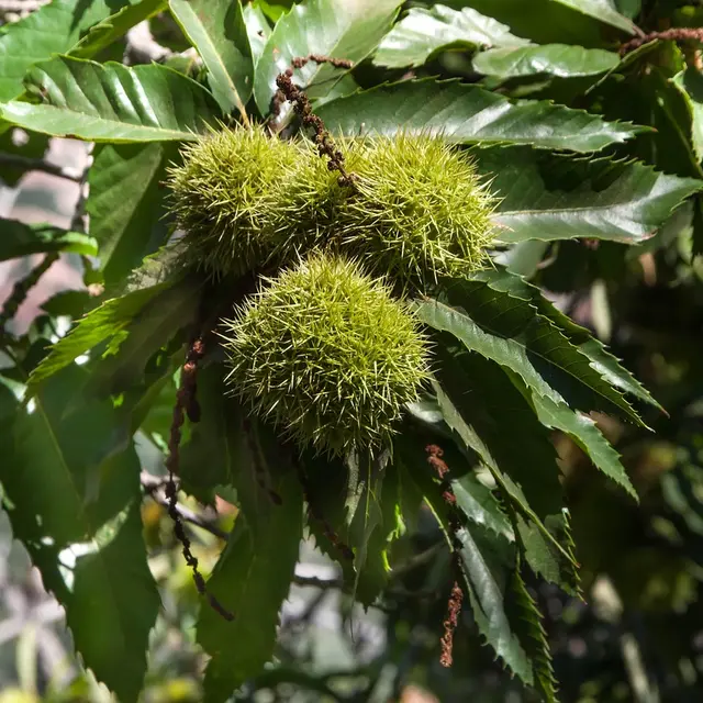 chestnuts-3714639_1280