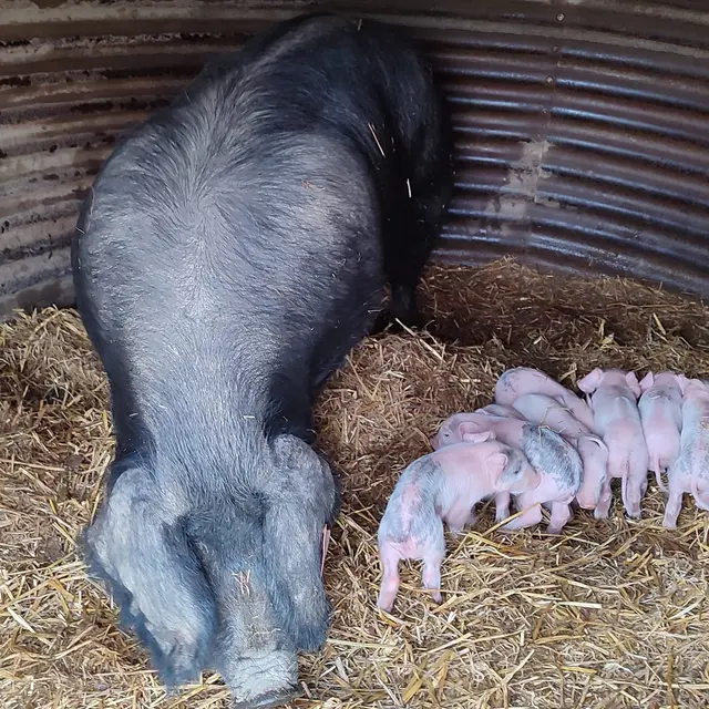 cochon pilou