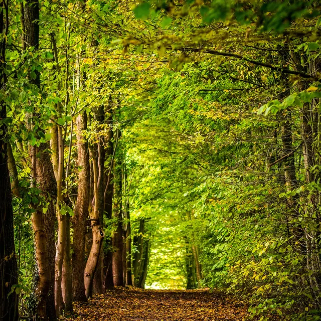 david-bruyndonckx-F_hft1Wiyj8-unsplash